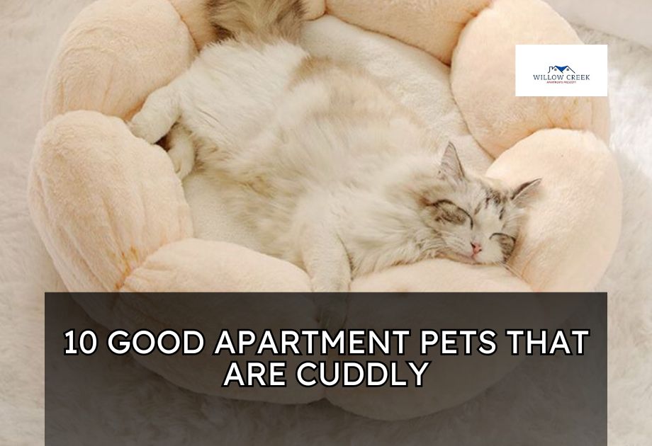 10 Good Apartment Pets That Are Cuddly