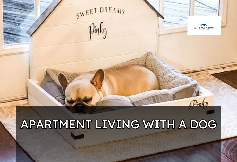 Apartment Living with a Dog